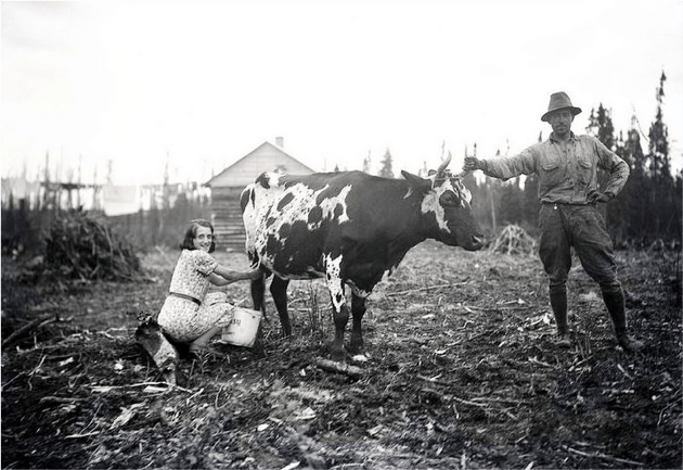 Archival black and white photograph of a woman milking a cow, taken in Quebec, date unknown