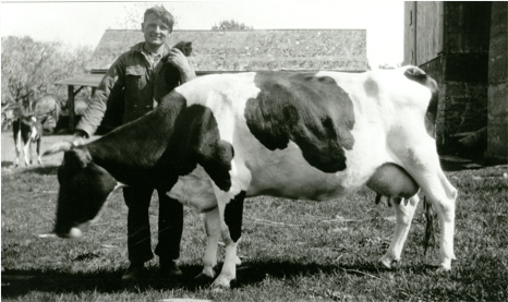 Archival black and white photograph of a man standing proudly by a cow, date and location unknown
