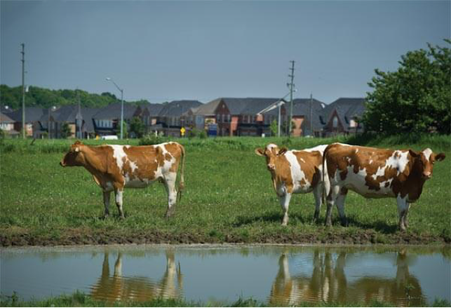 Cows stand in a grassy field next to a body of water. Residential buildings are visible close by behind the cattle.