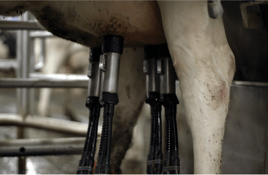 An automated milking device is attached to the teats of a cow's udder