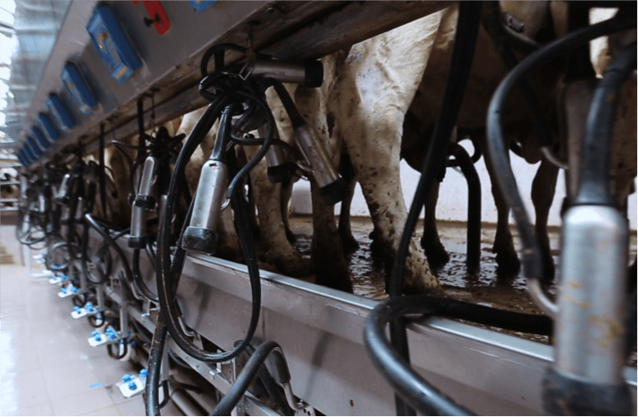 A single machine milks many cows at once, lined up in a brightly lit facility
