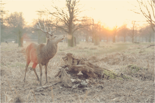 A caribou stands in sparse scrubland at dawn
