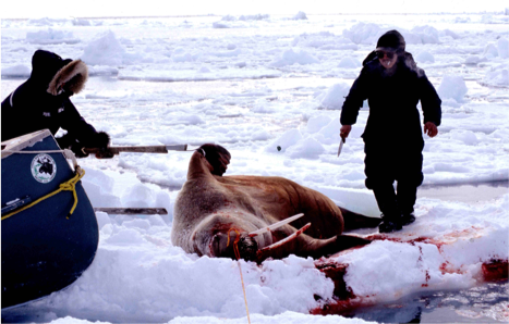 On the ice, two people set about harvesting the walrus that they have successfully hunted