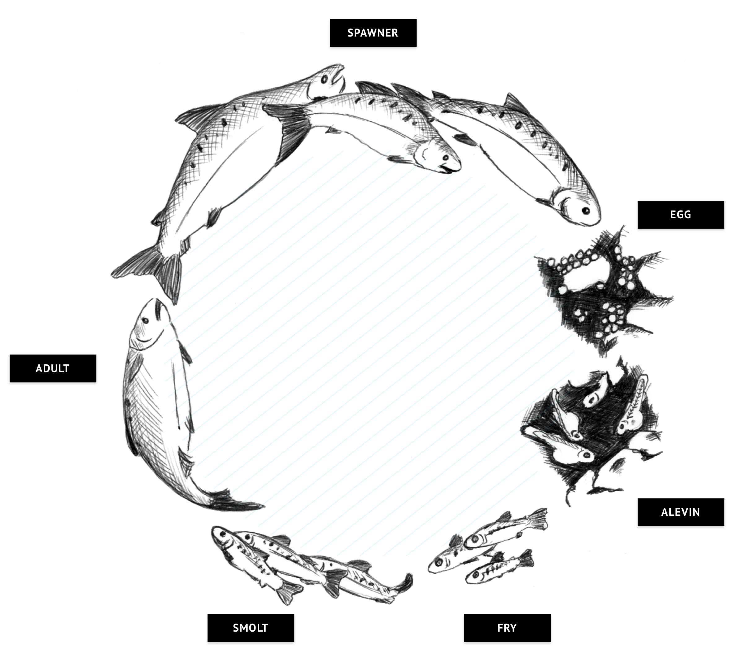 Illustration of salmon life cycle, showing progression from egg to adult salmon, ending in procreation and starting the cycle anew